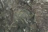 Polished Neoproterozoic Stromatolite (Minjaria) Slab - Russia #363051-1